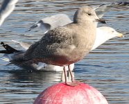 Icelandic gull small.jpg