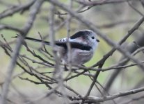 bushtit.jpg