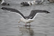 SlatybackedGull_(near)ad_Choshi_Japan_20120307_052.JPG