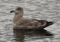 Lesser Black-back gull2 small.jpg