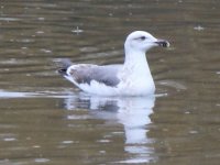 IMG_3370a gull 3 Jan 2021 Queens Park.jpg