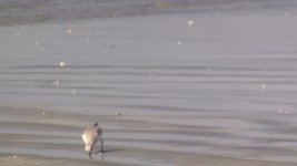 sanderling 4.jpg