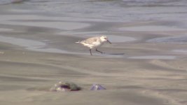 sanderling.jpg