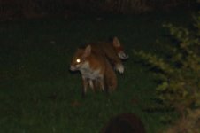 20210107 (3)_Red_Foxes_Mating.JPG