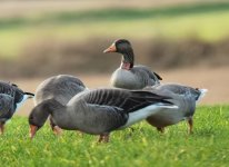 Greylag Goose FHH.jpg