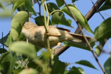 AcrocephalusWarbler2.jpg