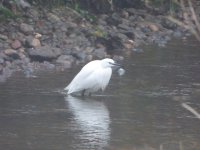 Egret.JPG