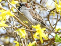 House Sparrow2.jpg