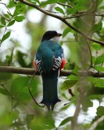 trogon portrait.JPG