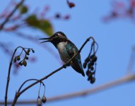 bee hummingbird.JPG