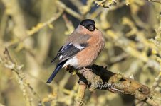 Bullfinch-(11)-fbook.jpg