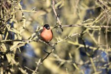 Bullfinch-(23)-Eye-focus-locked-onto-branch,-upper-left.jpg