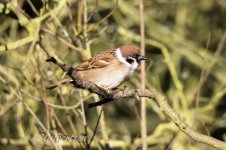 Tree-Sparrow-(8)-fbook.jpg