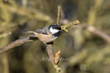 Coal-Tit-(21)-fbook.jpg