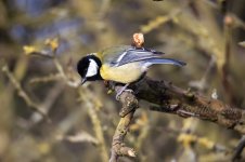 Great-Tit-(1)-fbook.jpg