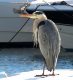 Grey Heron 2_0347.jpg