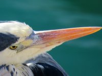 Heron beak _0323_edited-1.jpg