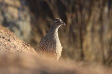 Hartlaubs Francolin nam 1.jpg