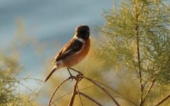 stonechat_1.JPG