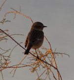 stonechat_2.JPG