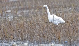 Great Egret or Great Blue (white phase).jpg