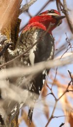 Red-naped Sapsucker7 small.jpg