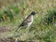 pipit_5.JPG