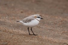 Chestnut-banded Plover nam 1.jpg