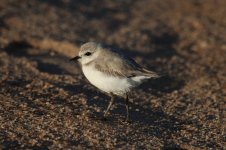 White-fronted Plover nam 2.jpg