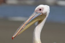 White Pelican nam 4.jpg