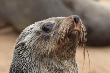 Cape Fur Seal nam 1.jpg