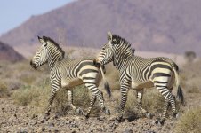 Mountain Zebra nam 1.jpg