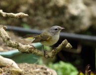 american redstart fem.JPG