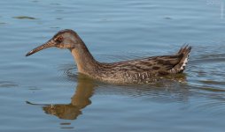 is-it-a-limpkin-web.jpg