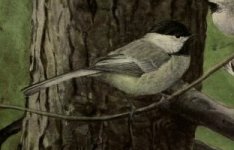 black capped chickadee.jpg