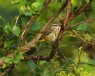 palm warbler.JPG