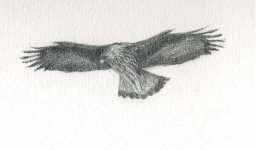 Bonelli's eagle sketch.jpg