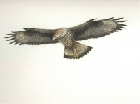 Bonelli's eagle.jpg