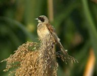 Penduline Tit2 (bf).jpg