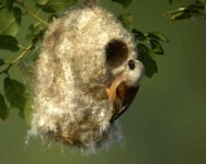 Penduline Tit (bf).jpg