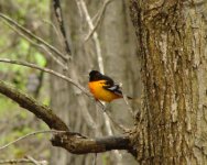 Baltimore Oriole.jpg