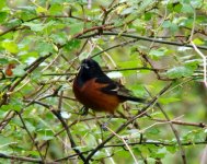 Orchard Oriole.jpg