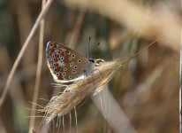 IMG_8080-Unknow-butterfly.jpg
