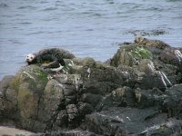 Common seals, Machrihanish.jpg
