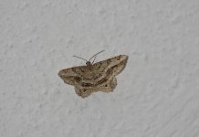 IMG_7914-Unknown-Moth.jpg