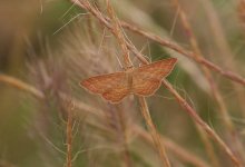 IMG_7953-Unknown-moth.jpg