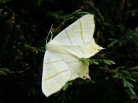 5) Swallow -tailed Moth.JPG