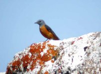 Rock Thrush (bf).jpg