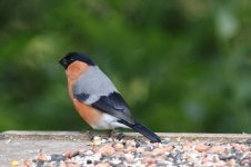 6 Bullfinch (m)_resize.JPG