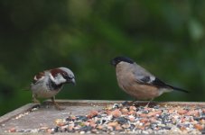 7 House sparrow & Bullfinch (f)_resize.JPG